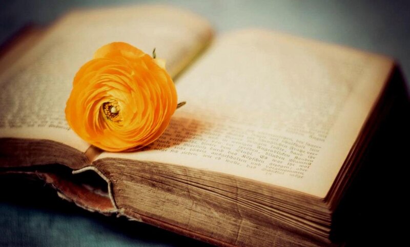 Open Book with Flower — Yellow, Serene, Photograph