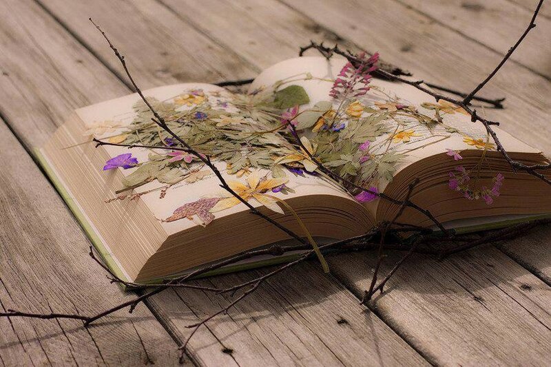 Open Book with Flowers — Brown, Serene, Afternoon