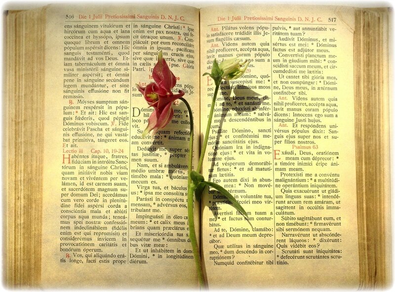 Open Book with Flowers — Brown, Serene