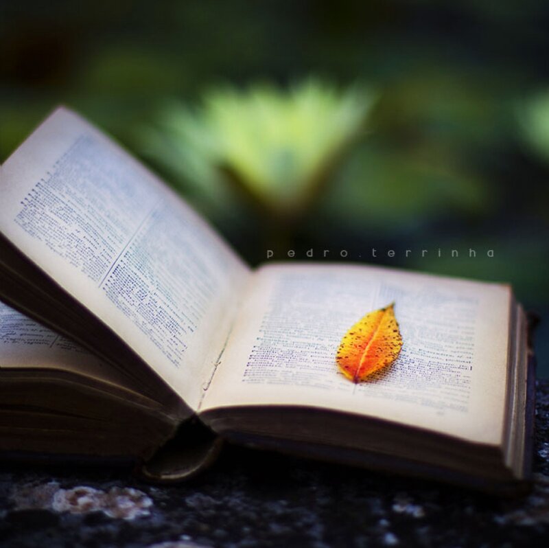 Open Book with Leaf — Yellow