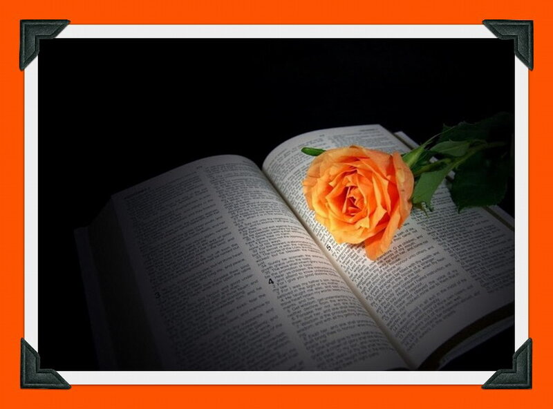Open Book with Rose — Orange, Serene, Photograph