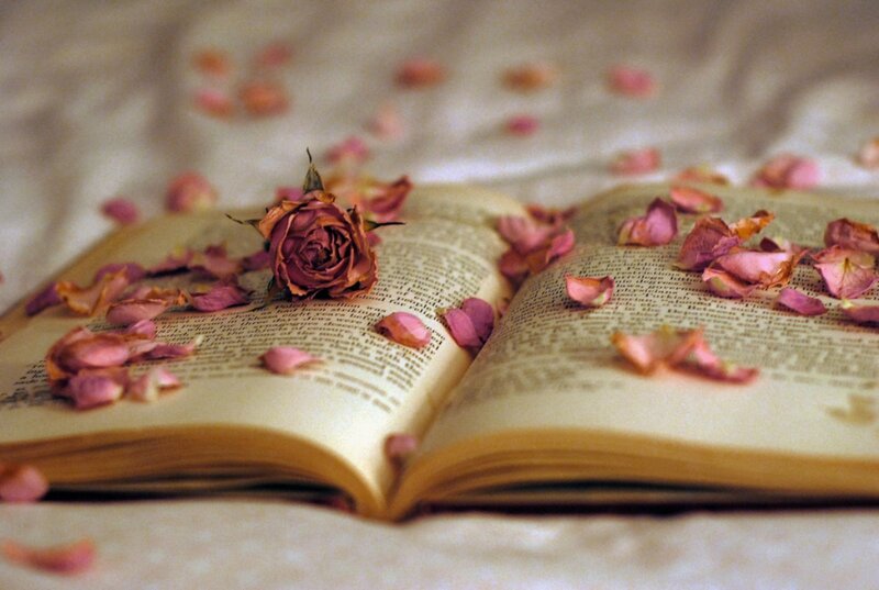Open Book with Rose Petals — Pink, Serene