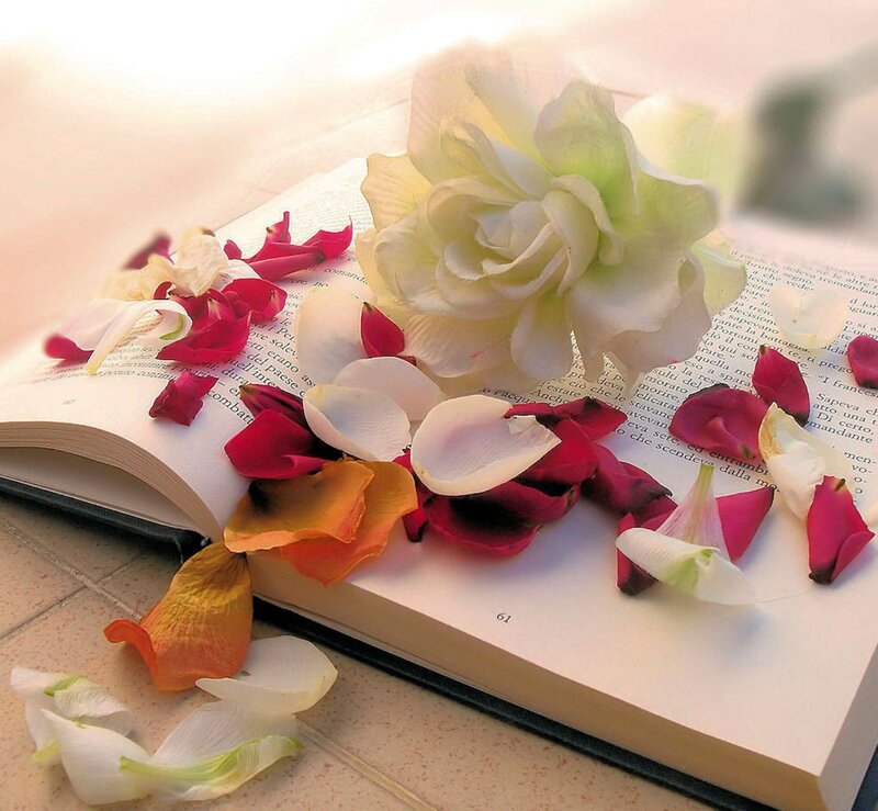 Open Book with Rose Petals — White, Serene