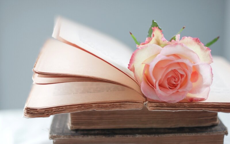 Open Book with Rose — Pink, Serene, Photograph, Pages