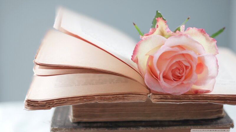 Open Book with Rose — Pink, Serene