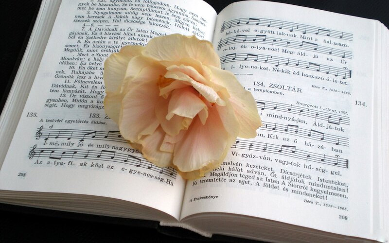 Open Book with Rose — White, Serene