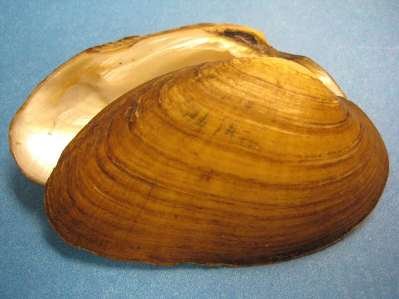 open clam shell on blue