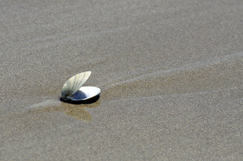 Open Clam Shell on Sand