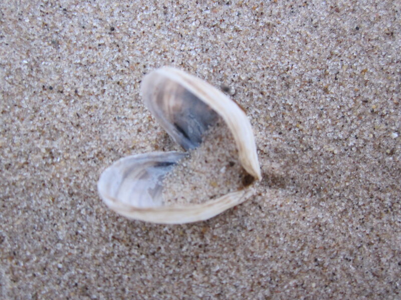 Open Clam Shell