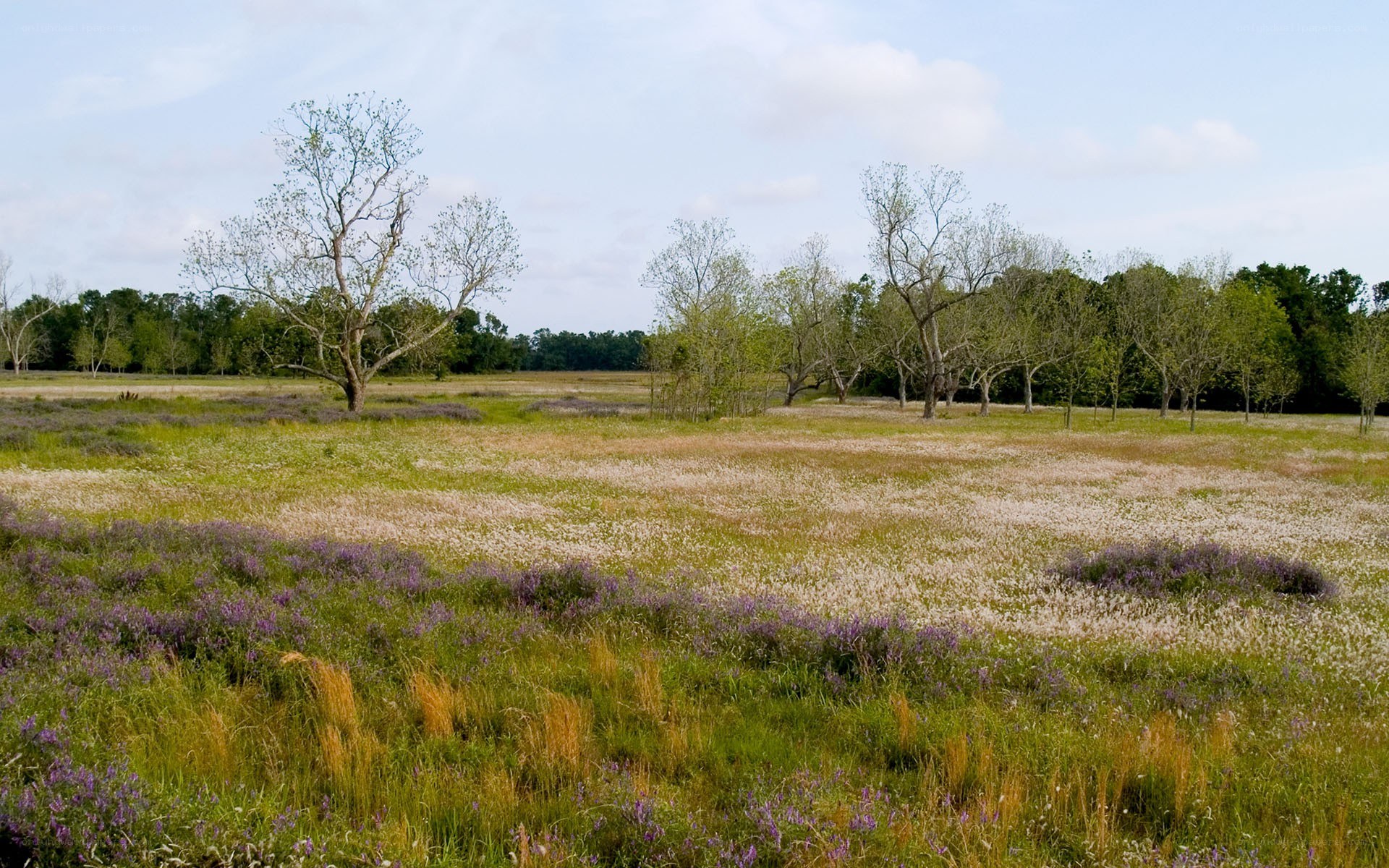 Open field with wildflowers and trees