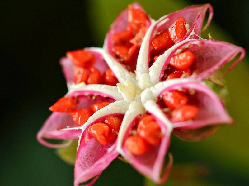 Open Flower with Red Seeds — Pink