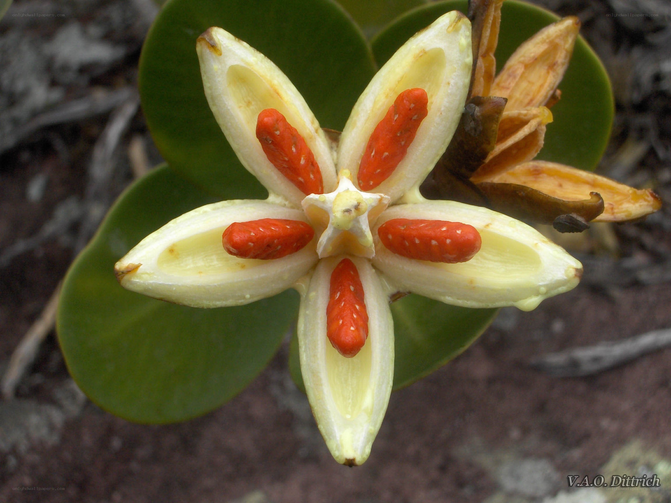 open flower with red seeds