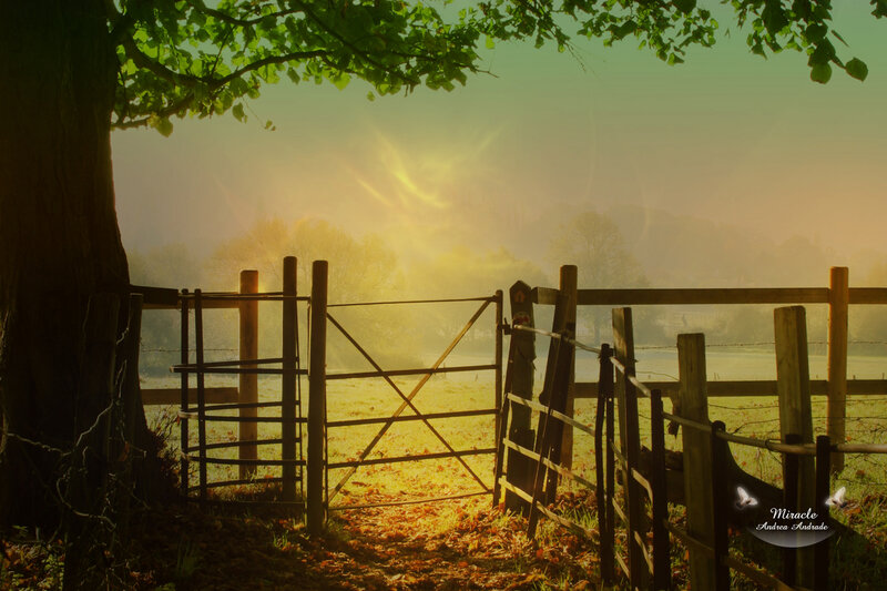 Open Gate in Field