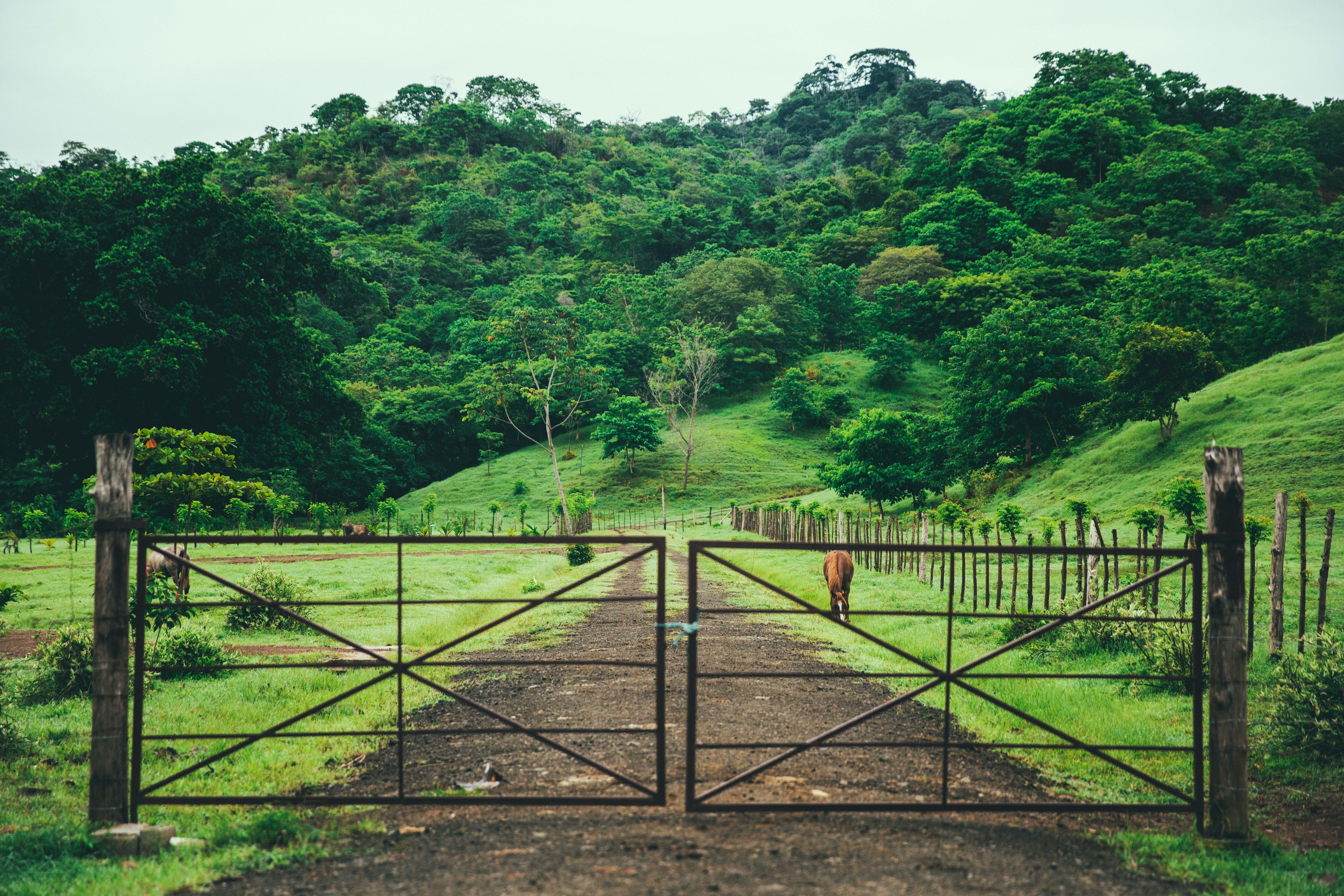 Open gate on a rural farm