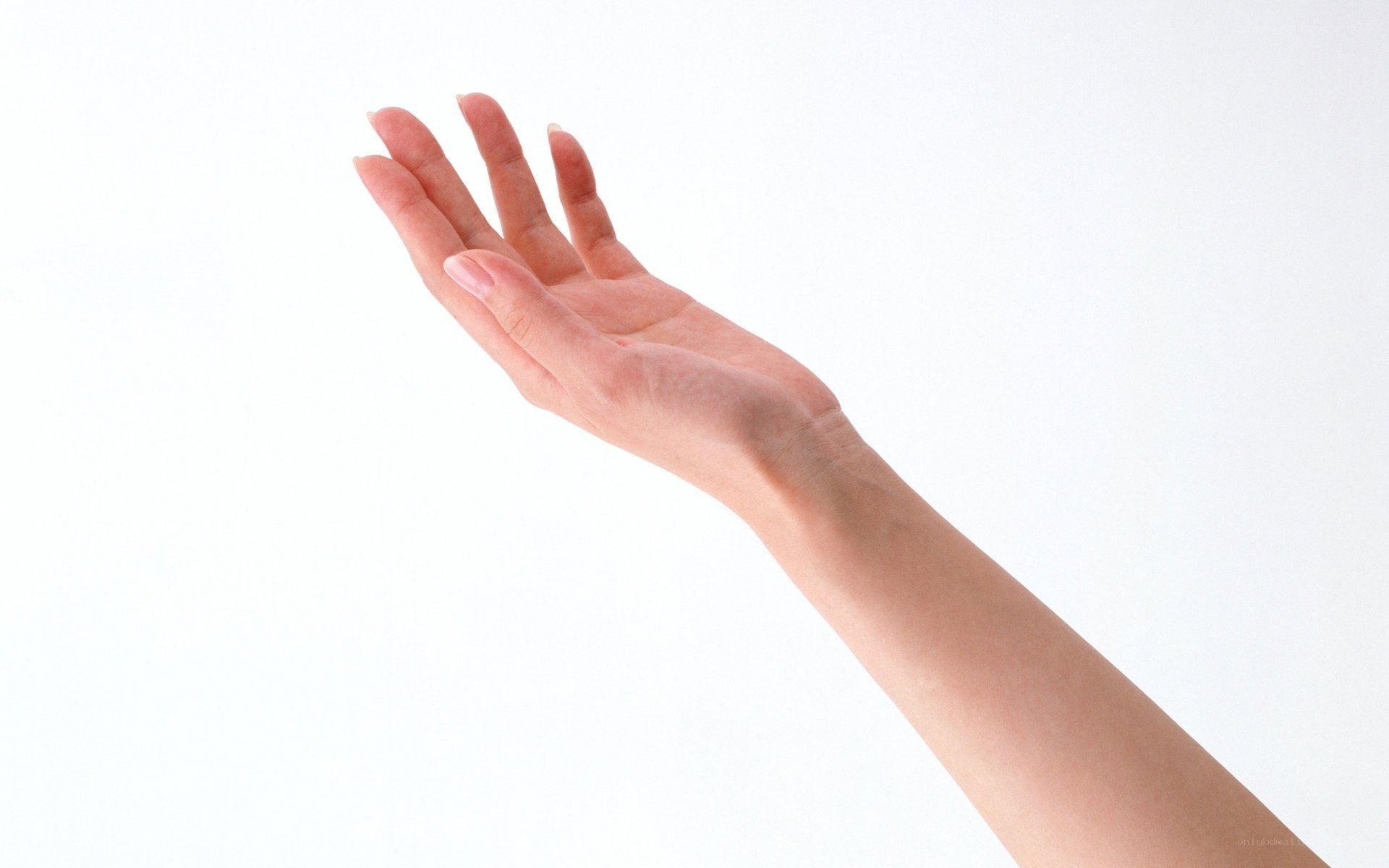open hand on white background