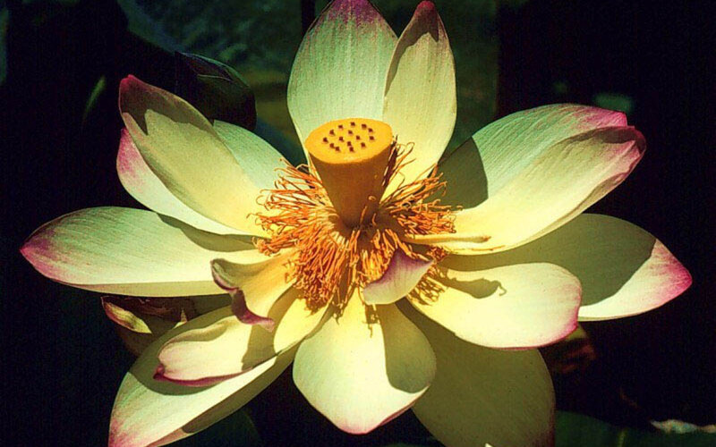 Open Lotus Flower