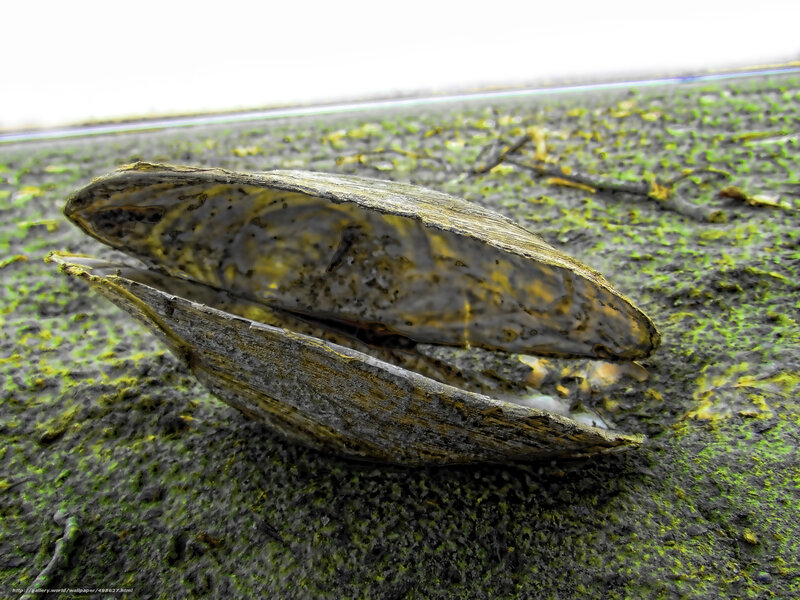 Open mussel shell on wet sand