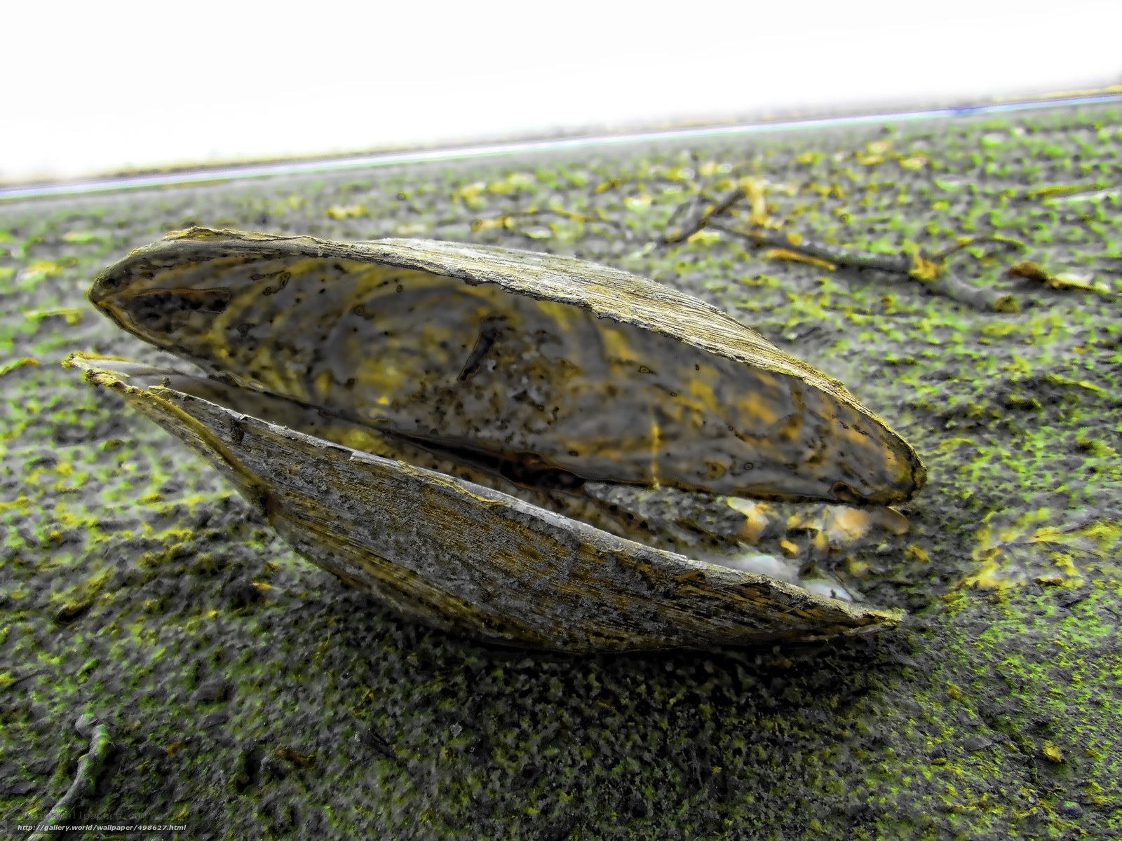 Open mussel shell on wet sand
