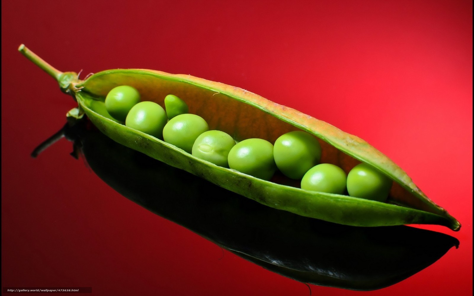Open pea pod on red background