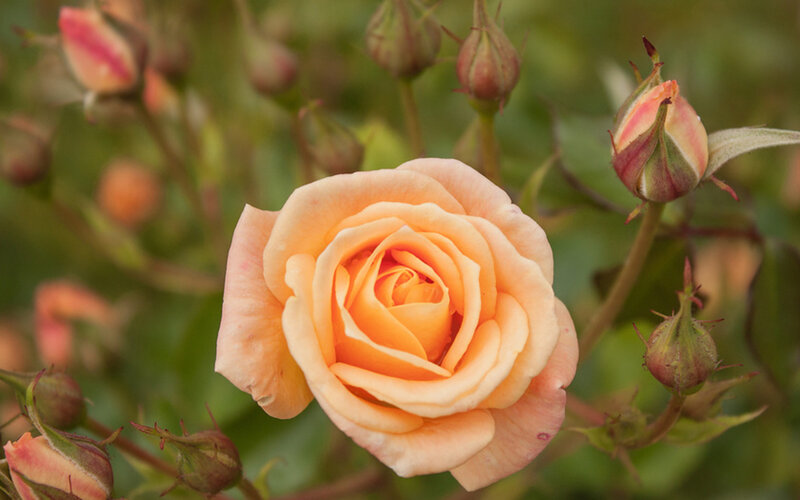 Open Peach Rose Flower