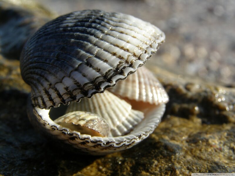 Open Seashell on Rock