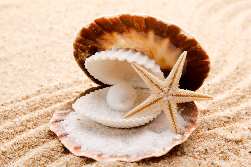 Open Seashell with Pearl
