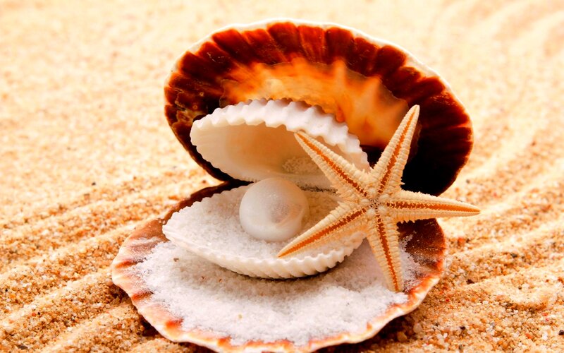 Open Seashell with Starfish