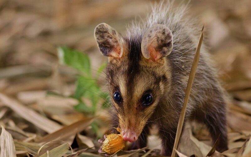 Opossum Eating Fruit