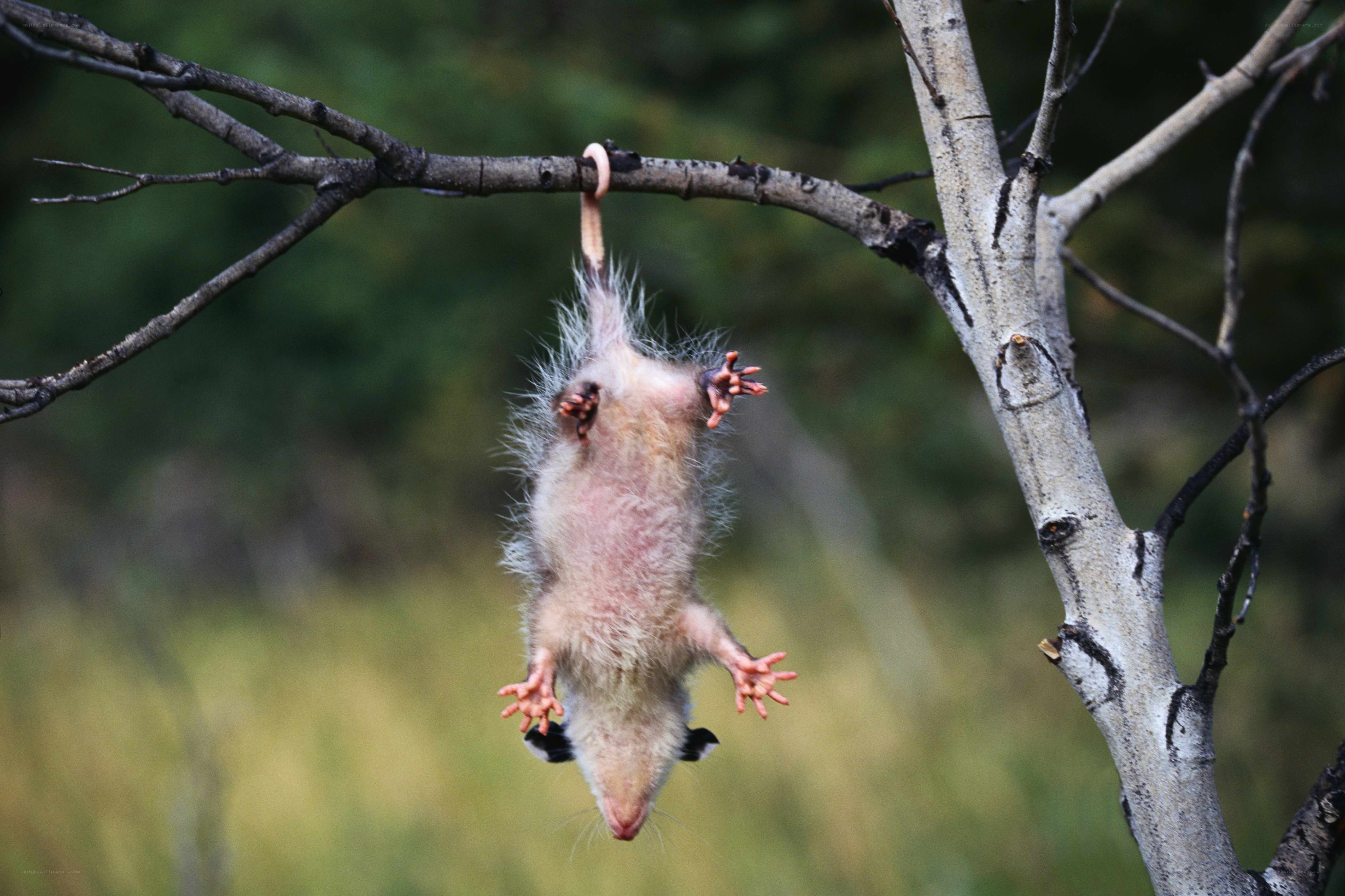 Opossum hanging from a branch