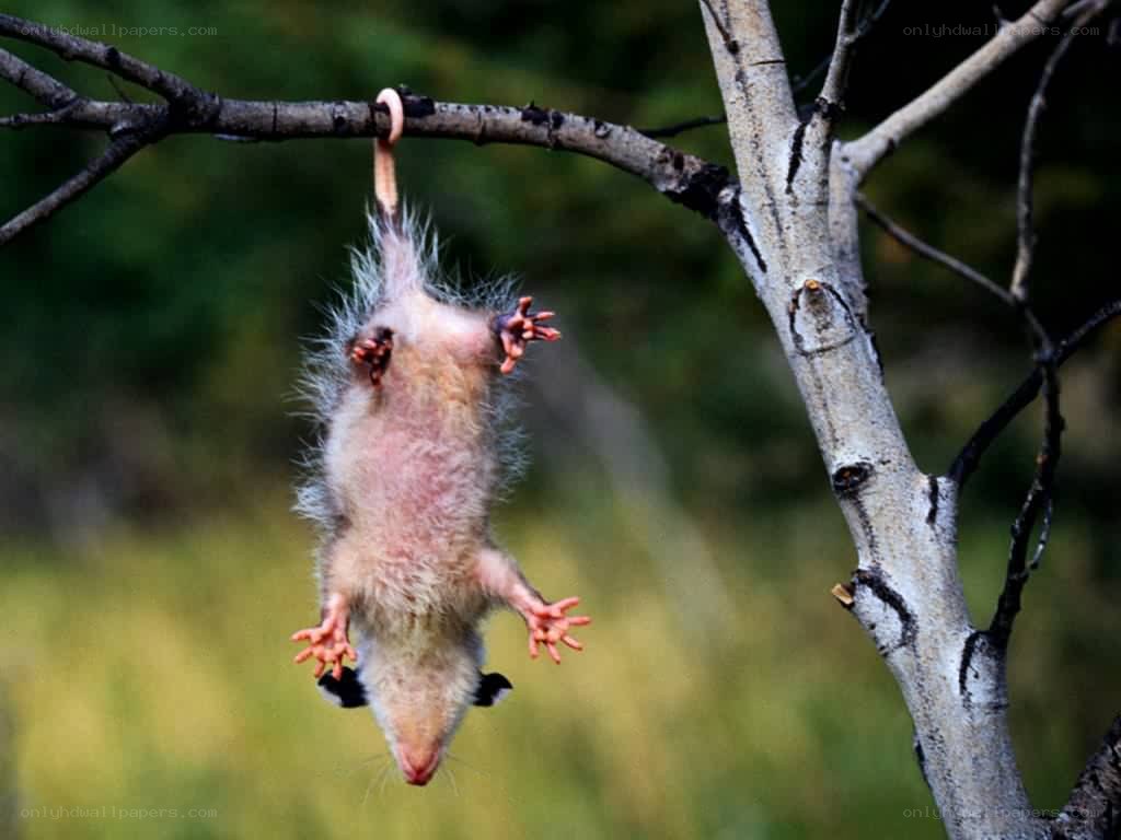 opossum hanging from a branch