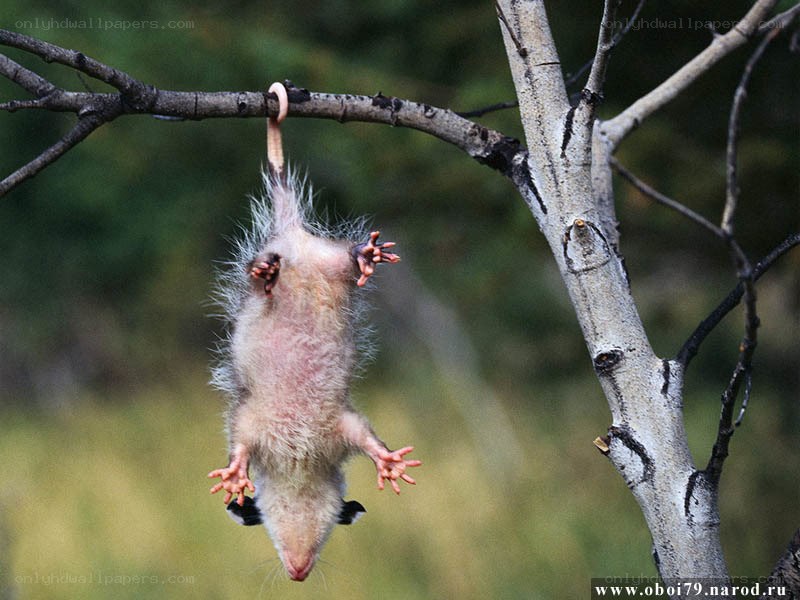 Opossum hanging from a branch