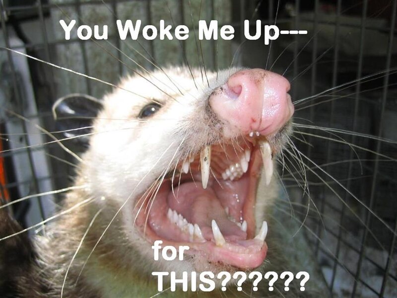 Opossum in Cage