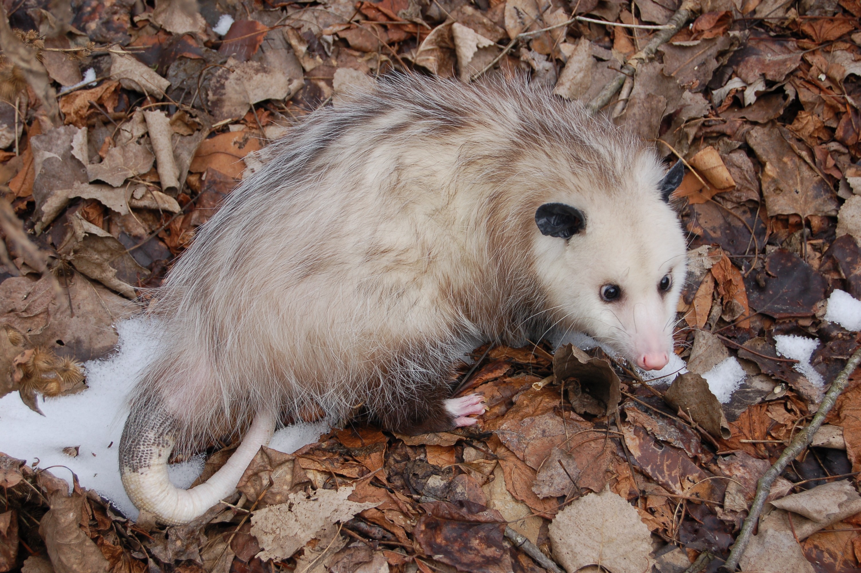 Opossum in fallen leaves