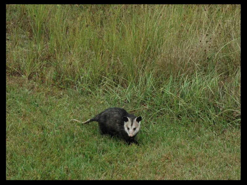 Opossum in Grass — Green