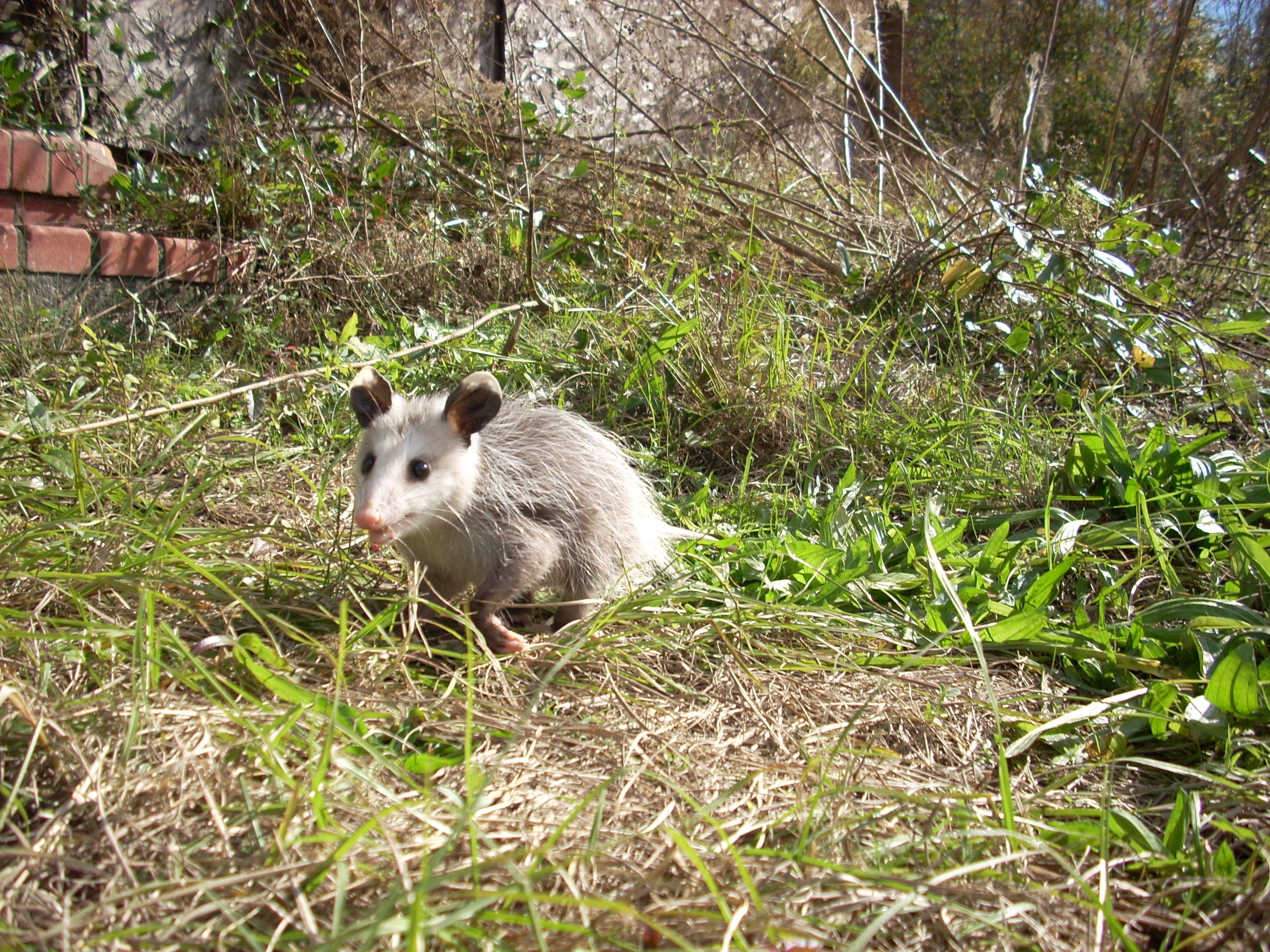 Opossum in grassy area
