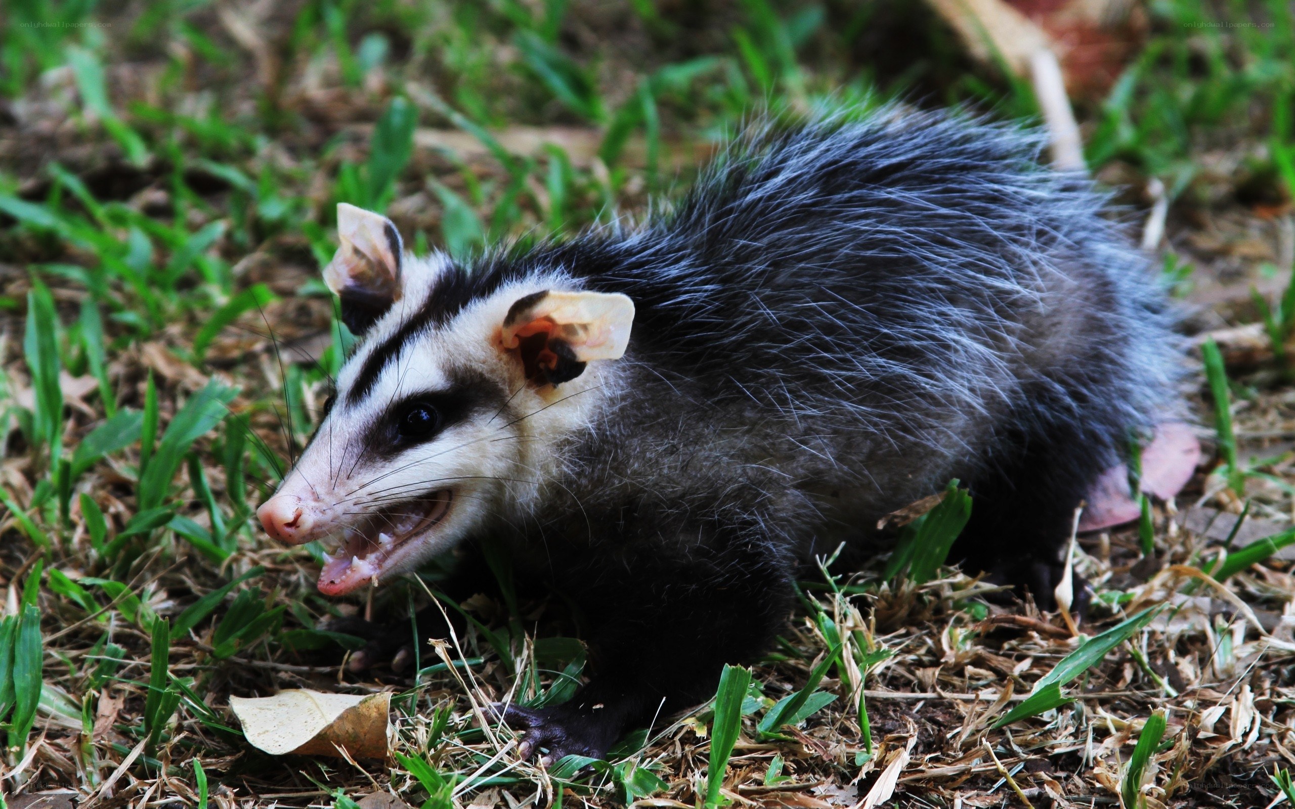 opossum in grassy area