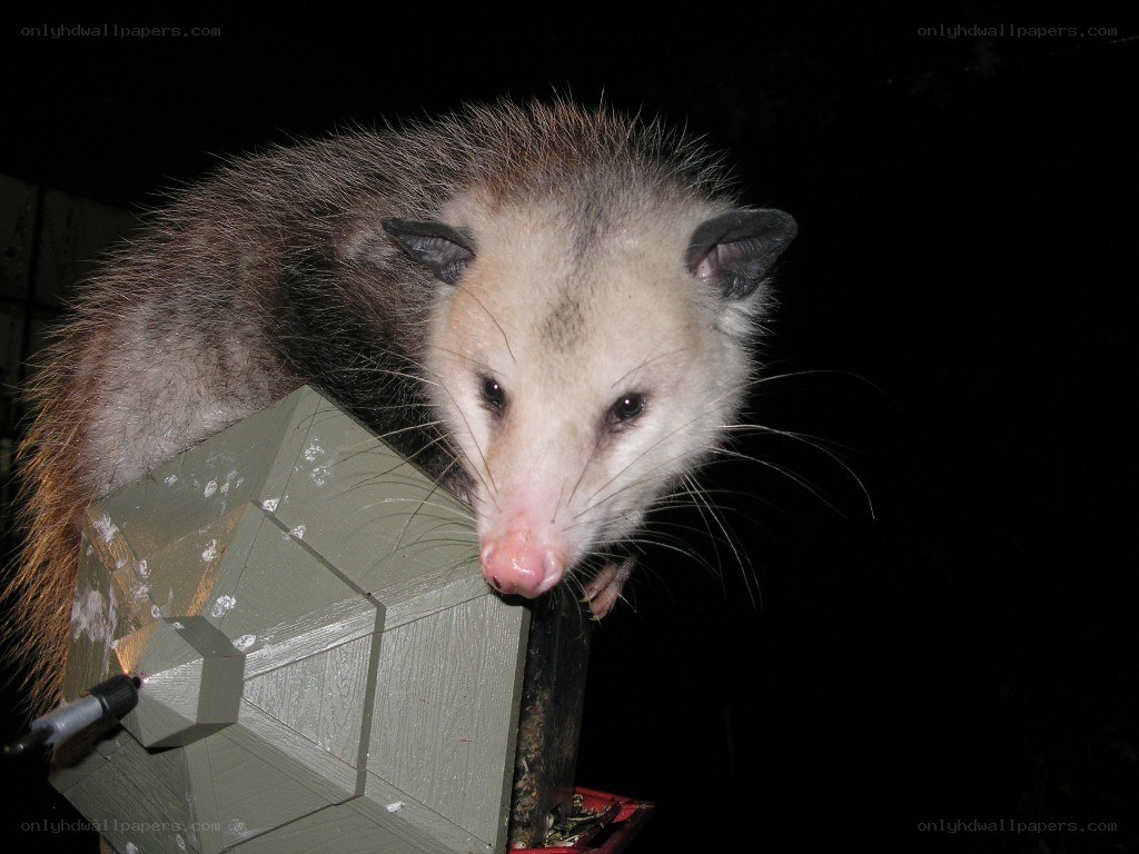 Opossum on a bird feeder