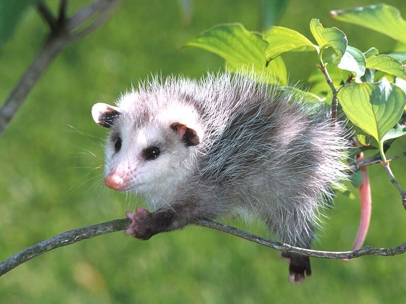opossum on a tree branch