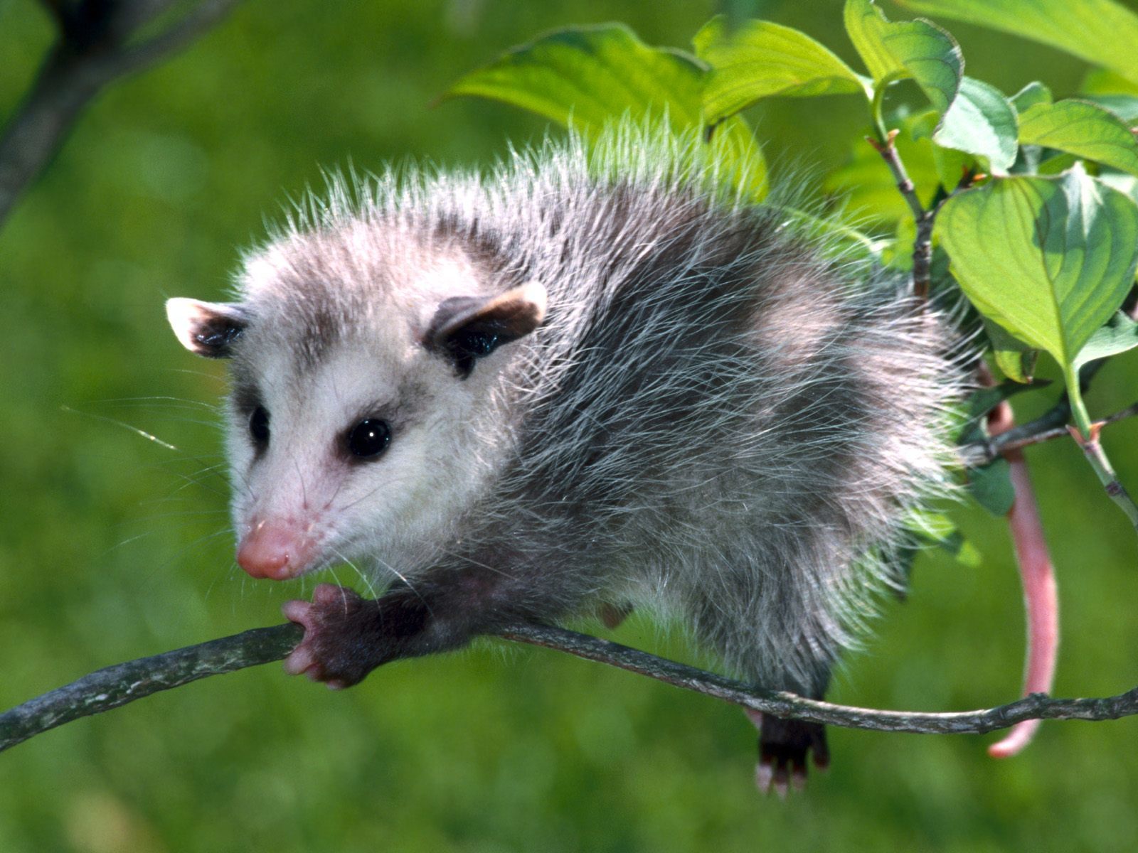 Opossum on a tree branch