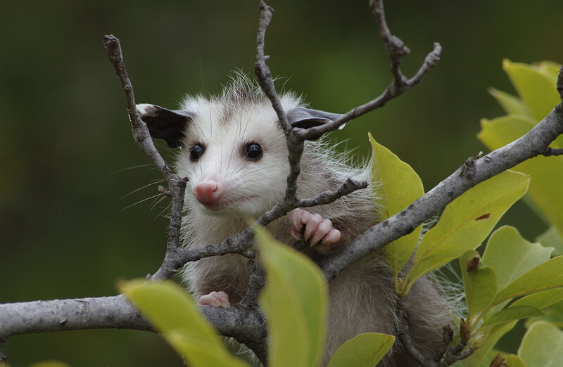 Opossum on a tree branch