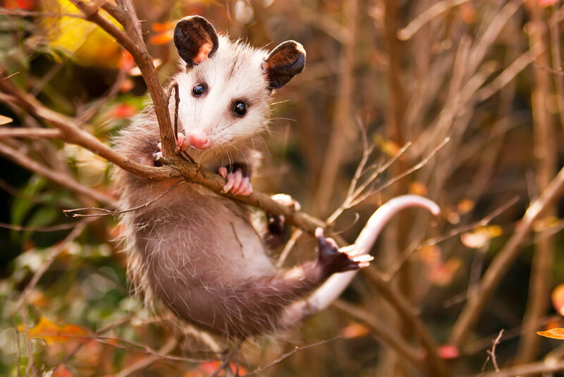 Opossum on Tree Branch — Brown