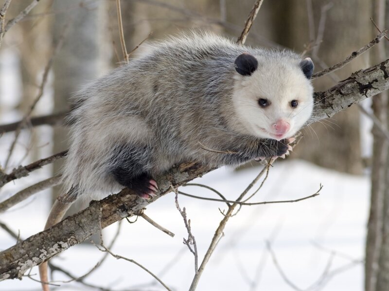 Opossum on Tree Branch — Gray, Calm