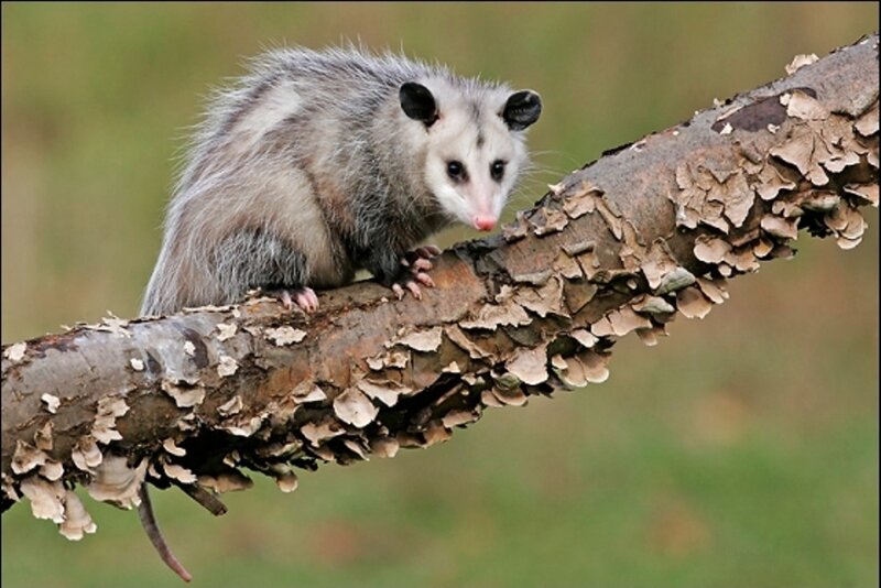 Opossum on Tree Branch — Gray