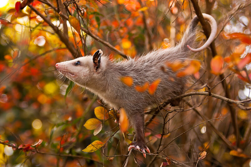 Opossum on Tree Branch — Orange