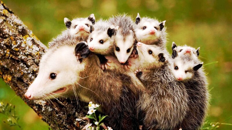 Opossum with Babies — Brown