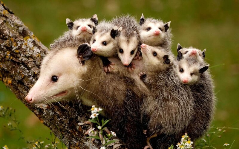 Opossum with Babies — Gray