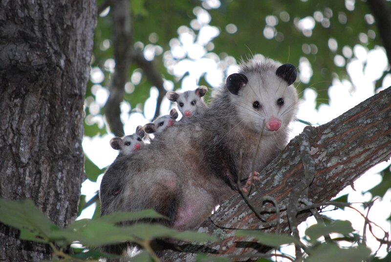 Opossum with babies in tree