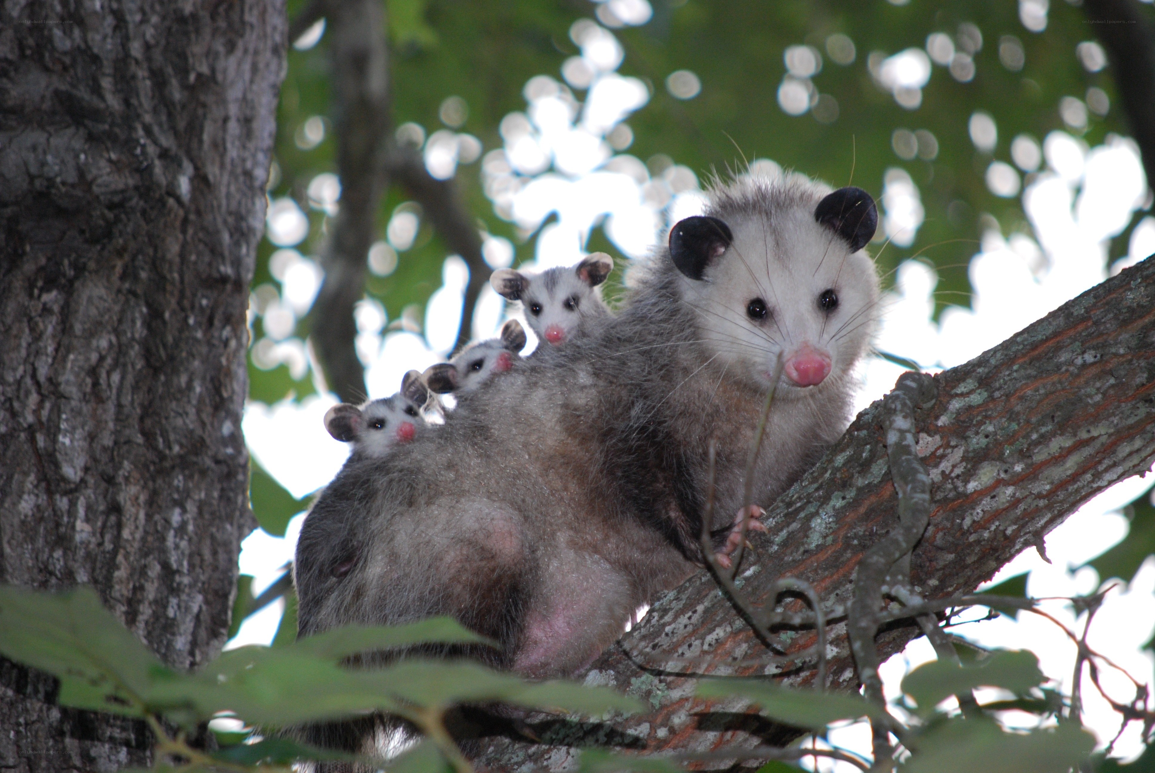 Opossum with babies in tree