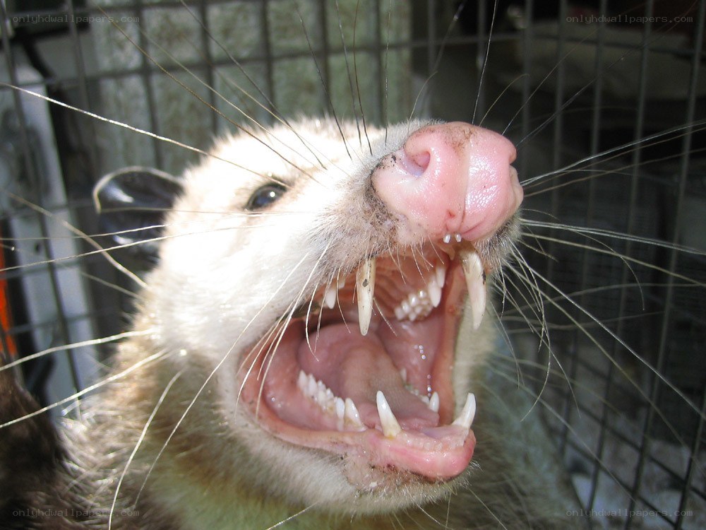 opossum with open mouth