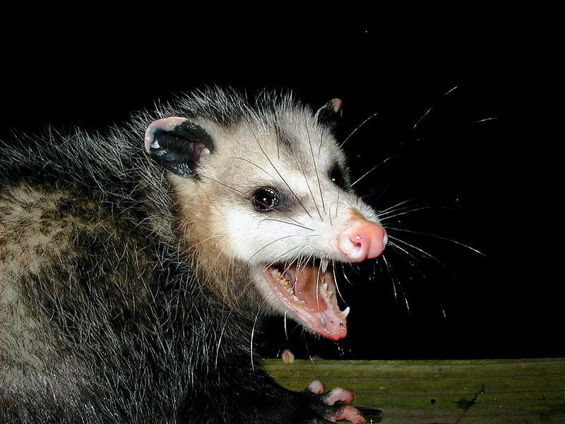 Opossum with open mouth
